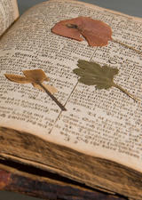 Pressed flower in book