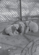 The Southampton Island cubs arriving to the Jardin zoologique du Québec, 1943. Source: Paul Carpentier, Bibliothèque et Archives nationales du Québec.