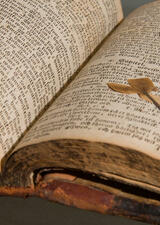 Pressed flower in book