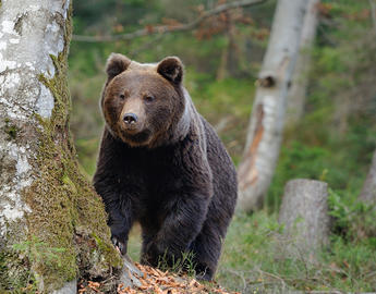 Big brown bear