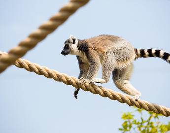 Calgary Zoo Lemur on a rope