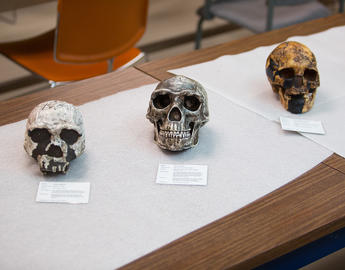 Homo skulls
